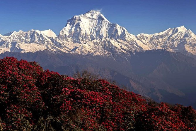 Cheapest Ghorepani Poon Hill Trek From Pokhara - 5 Days - Good To Know