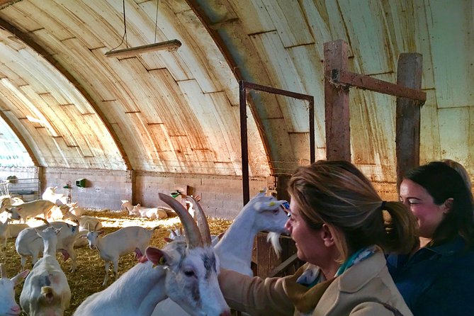 Cheese and Wine of Lyon Vineyards - Half Day - Good To Know