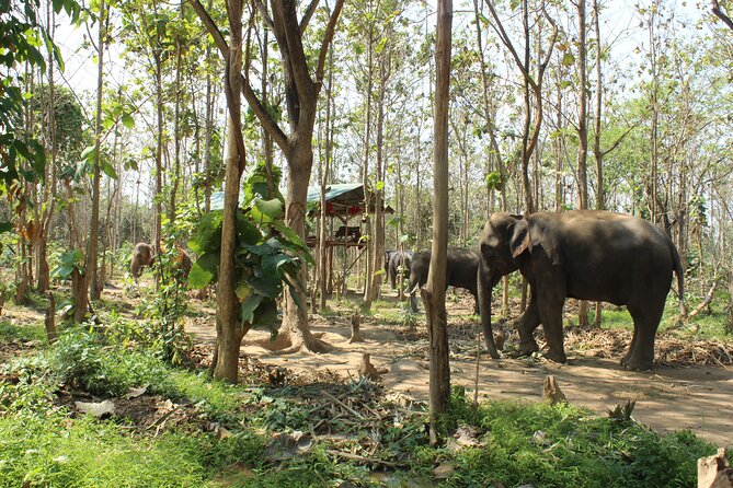 Chiang Mai Elephant Sanctuary Small Group Ethical Tour - Good To Know
