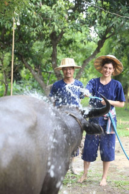 Chiang Mai: Enjoy Showering Thai Buffalo & Rice Planting - Good To Know