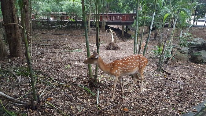 Chiang Mai Night Safari Tour Including Transfer (Minimum 2 Pax)