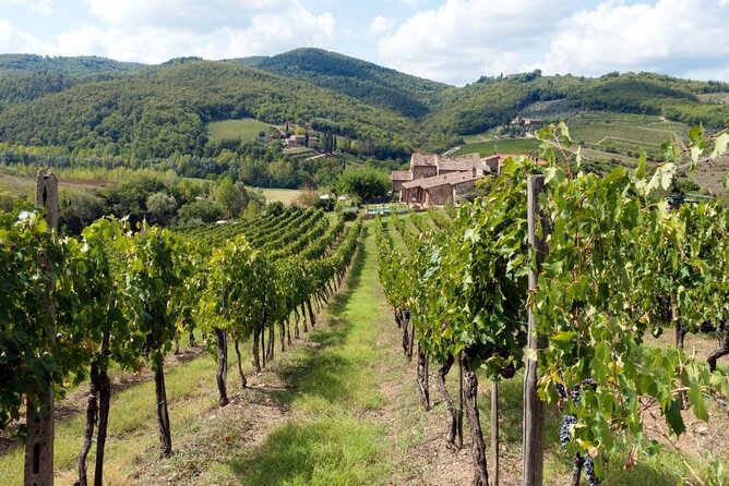 Chianti From Florence:Private Wine, Olive Oil Tasting in the Tuscan Countryside - Good To Know