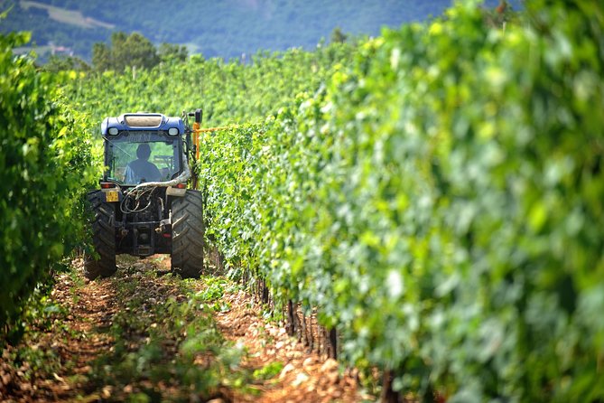 Chianti Vineyards Tours in Private Luxury Van From Florence - Good To Know