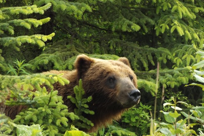 Chichagof Island Tour: Brown Bear Search - Good To Know