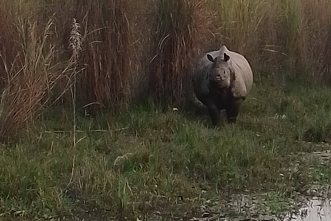 Chitwan National Park Unique Activities From Untouched Side Madi - Madi: A Hidden Gem in Chitwan National Park