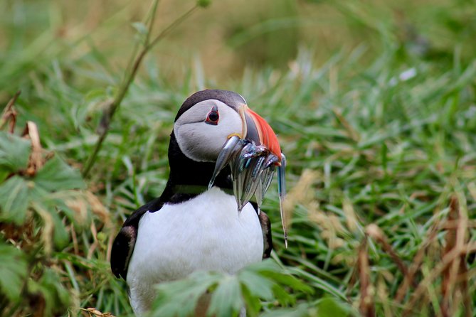 Classic Puffin Watching Cruise From Down Town Reykjavík