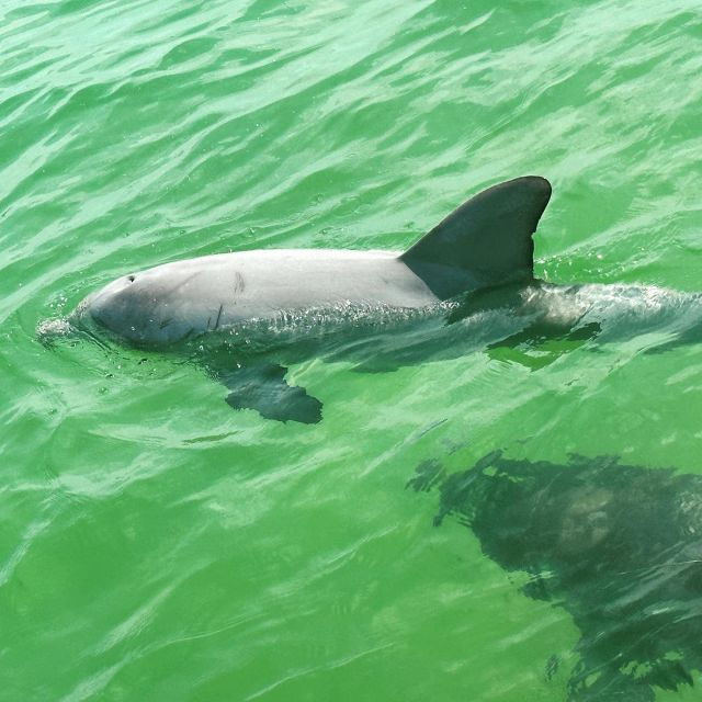 Clearwater Beach Private Pontoon Tours