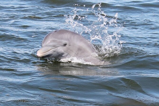 Cocoa Beach Dolphin Tours on the Banana River - Good To Know
