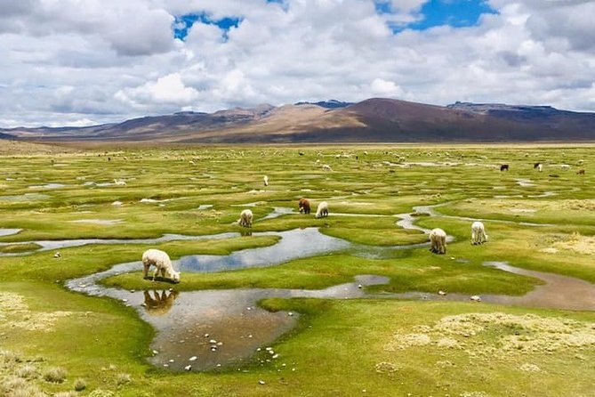 Colca Canyon Tour 2d Short Hiking Overnight in Small Village Ending in Puno
