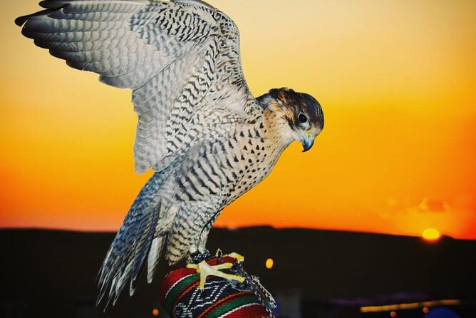 Combo 4 in One(Buggy Ride With Desert Safari BBQ Dinner,Sandboarding,Camel Ride) - Delicious BBQ Dinner