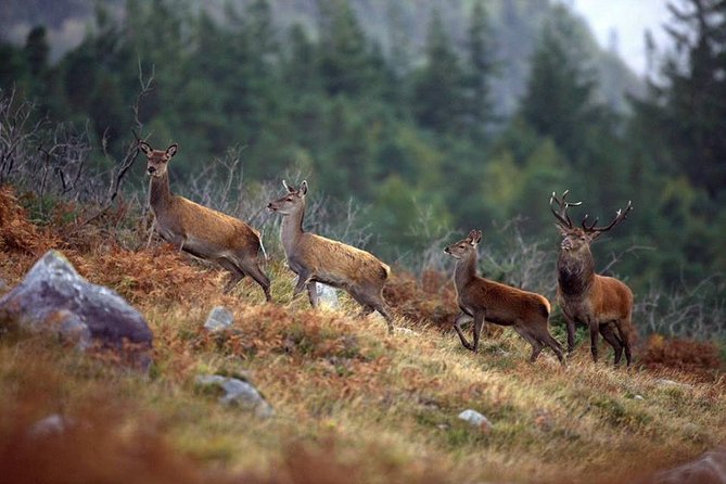 Connemara National Park Nature Trails Self-Guided Including Lunch - Meeting and Pickup