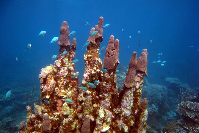 Coral Bay 3-Hour Turtle Ecotour