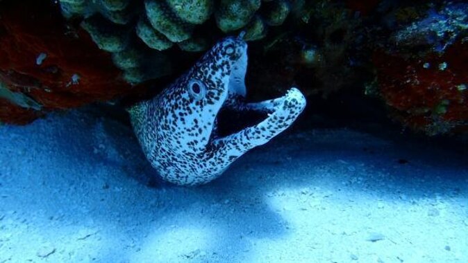 Cozumel Coral Reef Snorkeling by Glass Bottom Boat With Guide