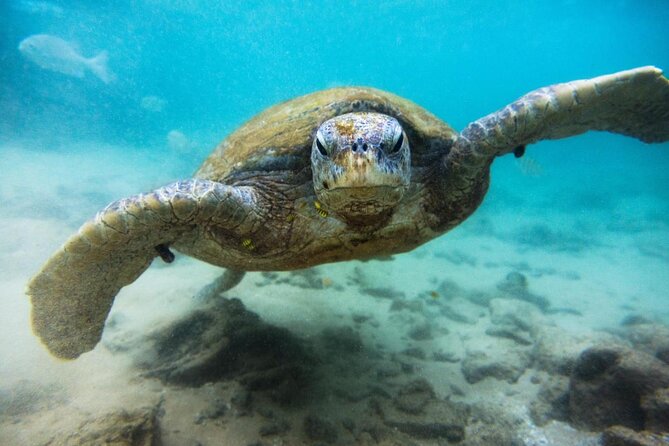 Cozumel Snorkeling Tour: Palancar, Columbia and Cielo Reefs