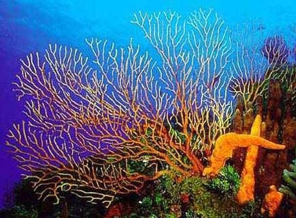 Cozumel Snorkeling Tour: Palancar, Columbia and El Cielo Reefs