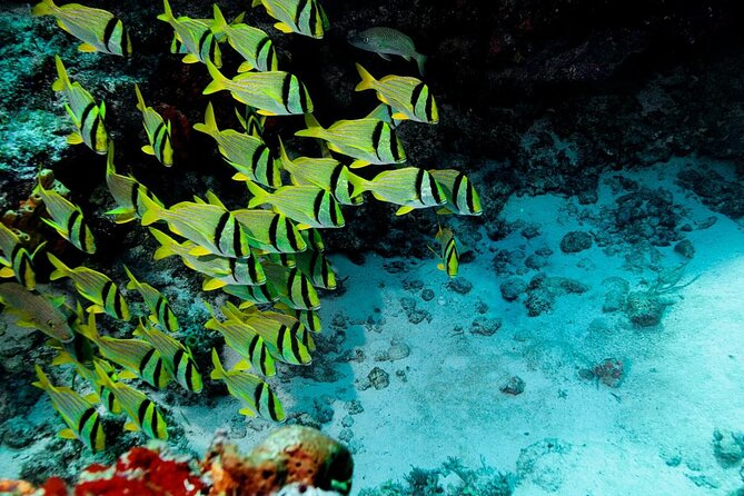 Cozumel Snorkeling Tour: Starfish, Stingrays and the Turtle Bay Experience