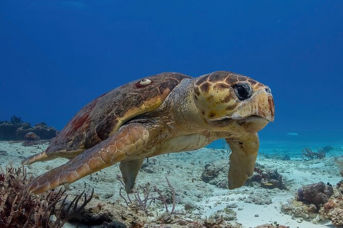 Cozumel Underwater 2 Tank Dive by Boat