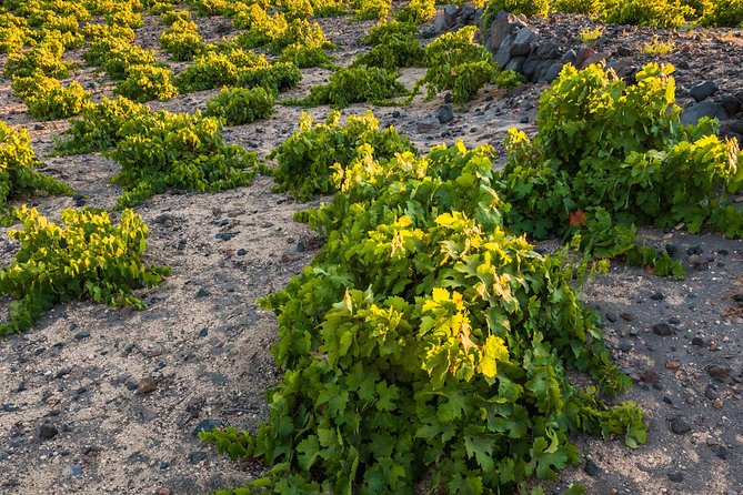 Cretan Picnic for Wine Lovers - Exploring Cretan Wine Varieties
