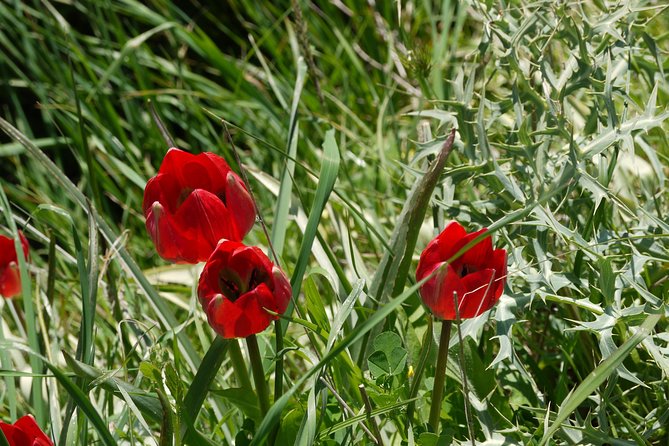 Crete Margarite Amari Valley and Spili Small-Group Tour  – Heraklion