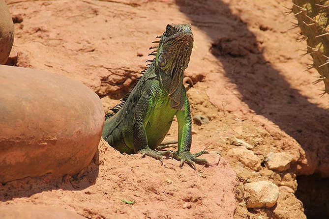 Crocoparc Tour in Agadir
