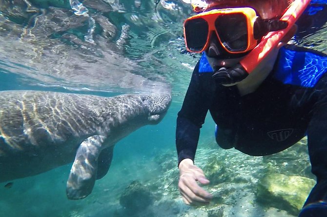 Crystal River Guided Swim With the Manatees - Good To Know