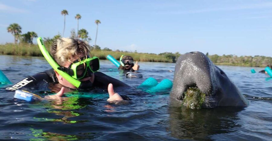 Crystal River: VIP Manatee Swim W/ In-Water Photographer - Good To Know