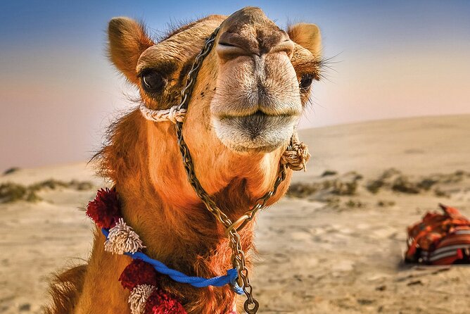 Cultural Excursion for One Day to Tangier With Ferry Included - Good To Know