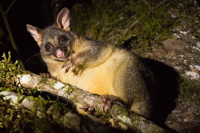 Daintree Afternoon Nocturnal Nature and Wildlife Tour - Good To Know