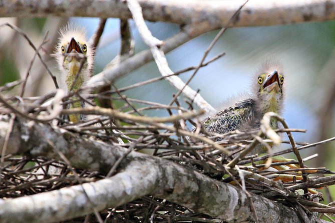Daintree River Wildlife Cruise - Early Morning