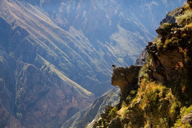 Day Tour to Colca Canyon