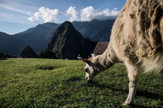 Day Trip to Machu Picchu by Train - Traveler Reviews