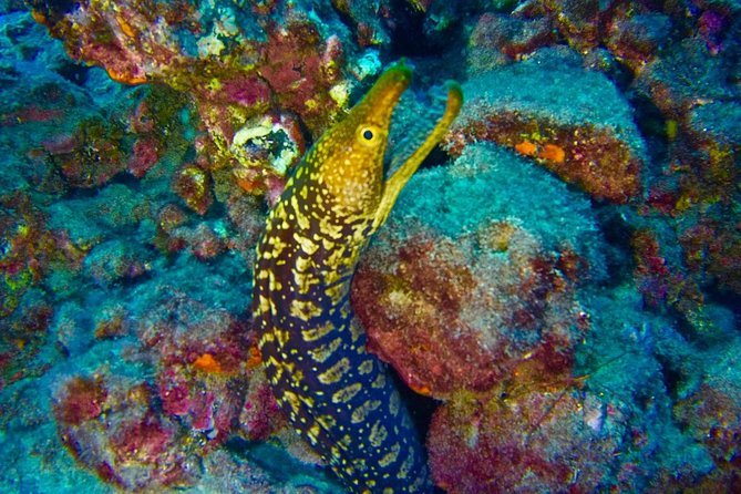 DEEP DIVING SPECIALITY - Discover a New World up to 40m Depth !