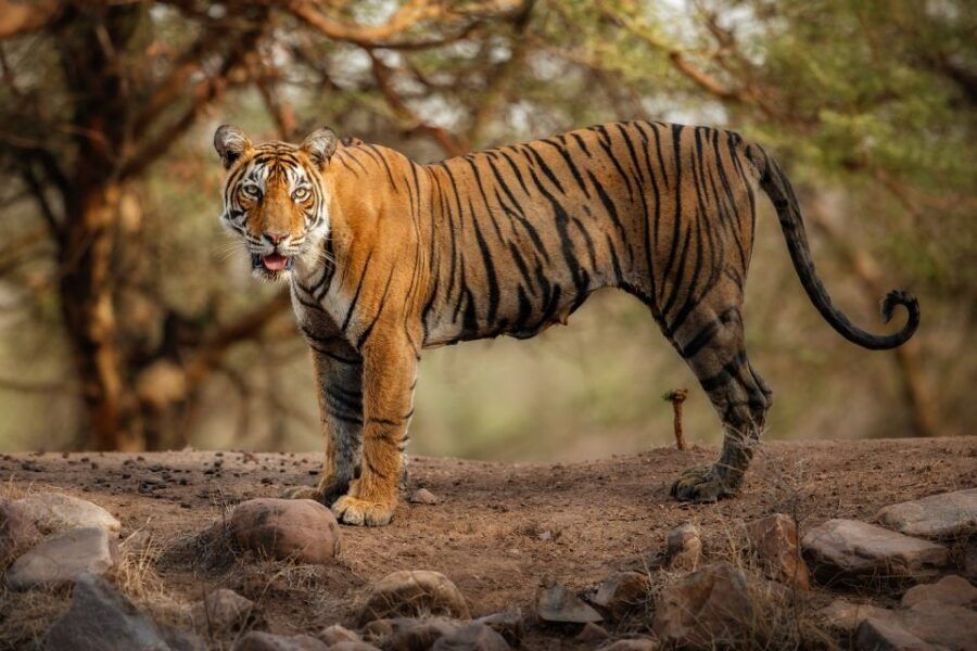 Delhi: 3-Day Trip to Ranthambore National Park With Safari - Good To Know