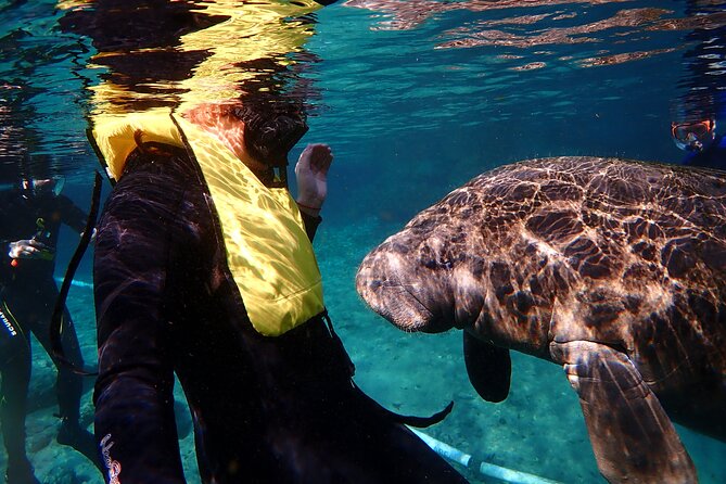 Deluxe Manatee Swim Tour