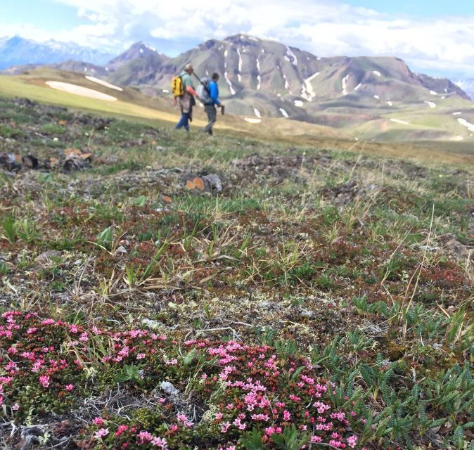 Denali: 5-Hour Guided Wilderness Hiking Tour