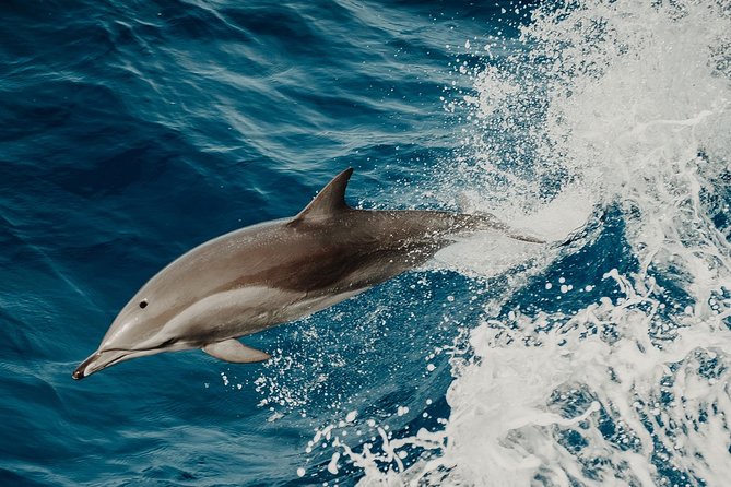 Depart Saint Raphaël: Meet the Dolphins - Good To Know
