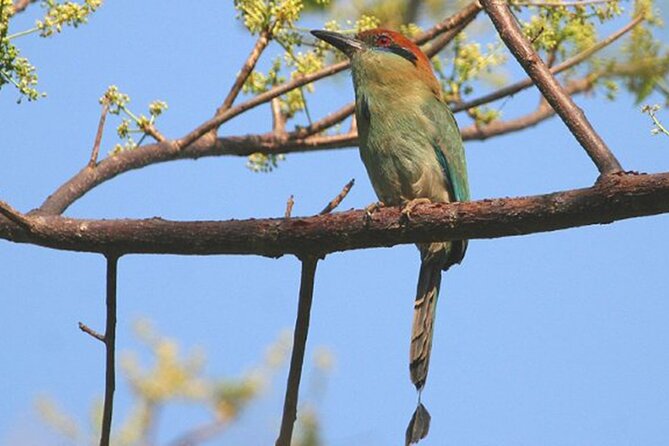 Desembocada and Ameca River Bird Paradise (Wetland and Tropical Birds in Puerto Vallarta) - Good To Know