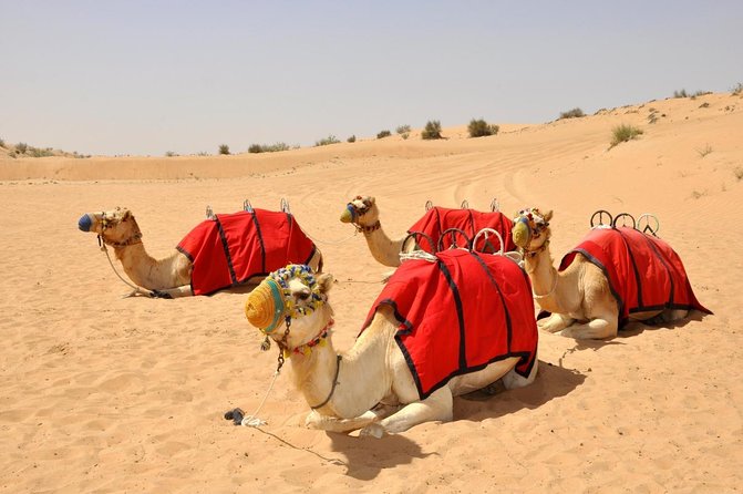 Desert Safari Dubai: Camel Ride, Sandboarding, Live Show & Dinner - Good To Know