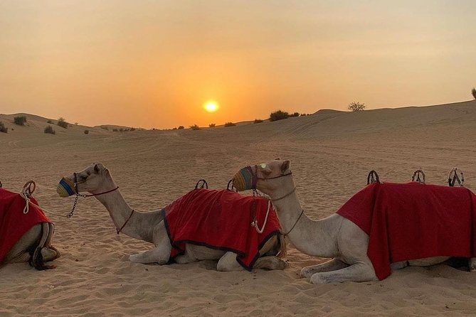 Desert Safari Dubai With BBQ Dinner And Live Shows - Good To Know