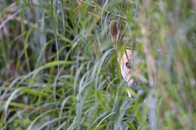 Dingo Experience at Healesville Sanctuary