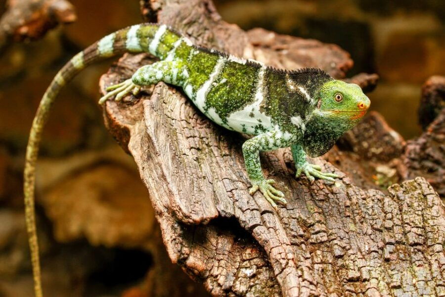 Discover Fijian Culture and Reptiles - Good To Know