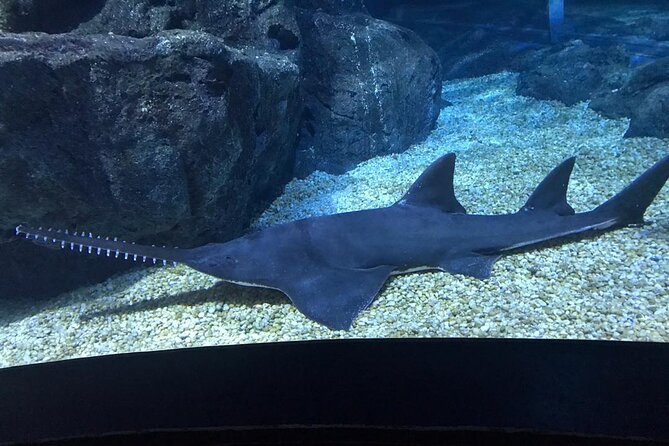 Discover Pattaya Underwater World With FREE Hotel Pickup