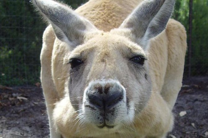 Discover Perth Full Day Tour - Good To Know