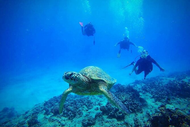 DISCOVER Scuba Diving Experience in Honolulu - Good To Know