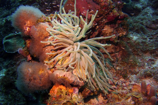 Discover Scuba Diving in Curacao