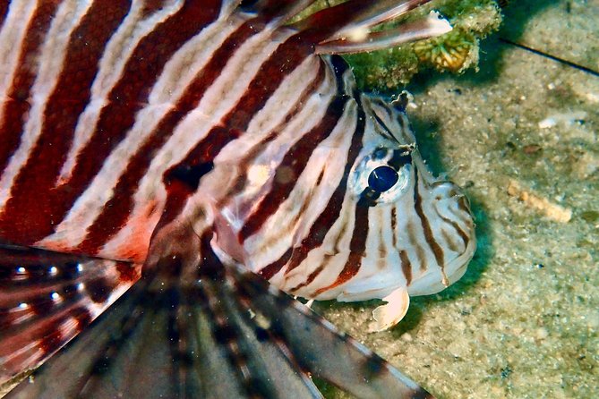 3 Best Scuba Diving Experiences In Gulf of Thailand