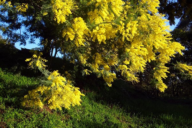 Discovering the Mimosa Trees Hills-Private Tour