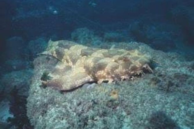 Dive the Scottish Prince Shipwreck