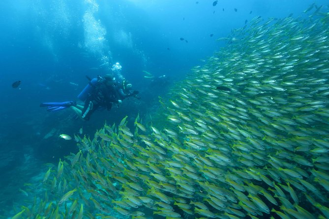 Dive Trip to Phi Phi From Phuket for Certified Divers - Booking and Flexibility