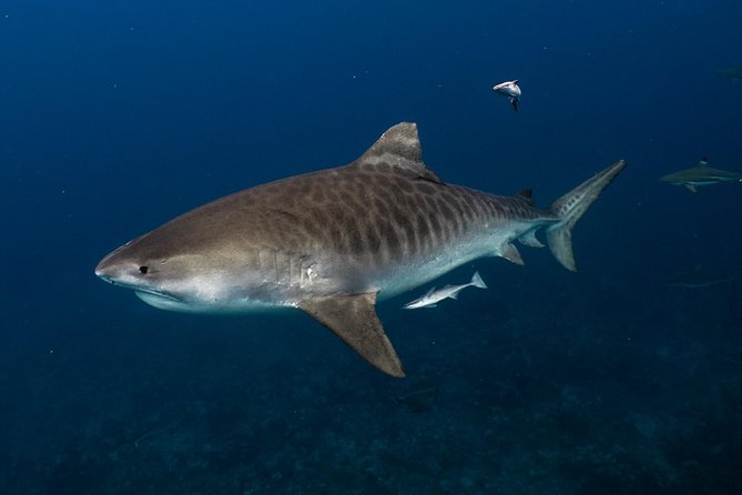 Dive With the Sharks, Moorea and Tahiti